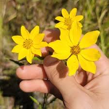 Image result for Bidens flagellata