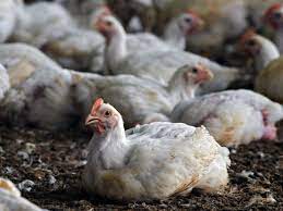 La russie annonce avoir détecté le premier cas de transmission à l'humain 20 févr. H5n8 Des Cas De Contamination Humaine En Russie Sciences Et Avenir