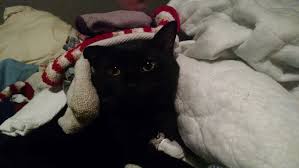 He had become less excitable, more aloof. Black Cat On Tumblr