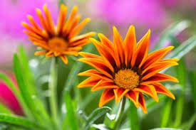 4 fiorellini pratolina pz 144 (rosso). Fiori Arancioni Ideali Per Portare Colore Nel Giardino Autunnale