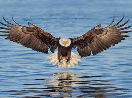 The eagle is about to land on a perch that is already. How Many Times Have You Been Reincarnated Eagle Pictures Bald Eagle Eagle