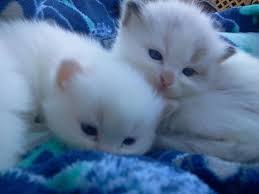Queens is not only the easternmost borough of nyc, but is also a very family friendly county. Ragdoll Kittens For Sale Craigslist Petfinder