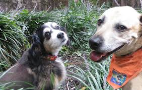 The big burrs from burdock tend to split up into tiny little pieces, each with their own 'hooks', and hooked in every which way. How To Remove Burrs And Stickers From A Dog S Fur Pet Health Central