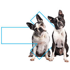 We did not find results for: Pet Relocations Crown Relocations