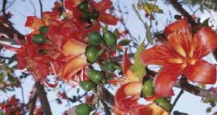 Image result for Bombax