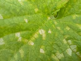 Image result for mildew on cucumbers