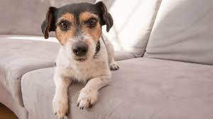 7 Best Ways To Keep Your Dog Off The Couch