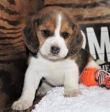 We did not find results for: Beagle Puppies For Sale