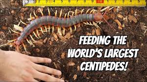 Additionally it is a descendant of the species scolopendra gigantea. Giant Centipede Pet Feeding Scolopendra Gigantea Youtube