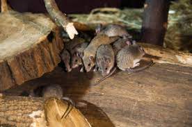Our termite inspection informs a custom termite treatment plan to help protect your home and help get rid of termites. A Notable Termite Control By All Tex Termite And Pest Control