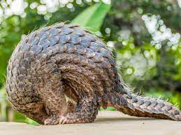 Tcm researchers and inventors continue to expand the number of applications of pangolin scales: China Raises Protection For Pangolins By Removing Scales From Medicine List Animals The Guardian