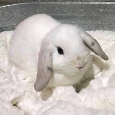 Baby Holland Lops For Sale Mini Snuggle Bunnies Home Facebook