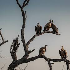 Quels Sont Les Animaux Charognards Exemples Et Definition Mon fils adore et nous aussi! quels sont les animaux charognards
