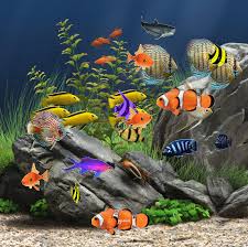 Hd gif wallpapers pixelstalk net. 330 Fish Gifs Gif Abyss