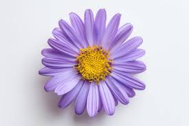 Página 4 | Fotos de Flor lilas - Baixe fotos grátis de alta qualidade |  Freepik