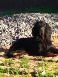 It is believed that today's irish setters are direct descendants from crossing irish water spaniels, pointers, gordon setters, and other spaniels. Gordon Setter For Sale In The City Of Skreblovo Russian Federation Price 278 Announcement 5888
