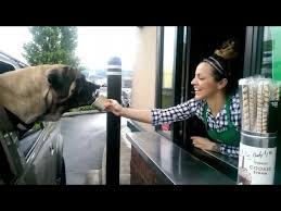 Maybe you would like to learn more about one of these? Puppuchino ãƒ—ãƒƒãƒ—ãƒãƒ¼ãƒŽ Puppuccino