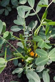 Image result for Arachis hypogaea