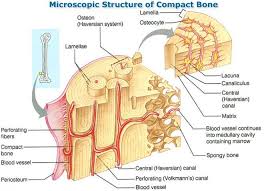 Blood vessels and nerves enter the bone. Microscopic Structure Of Compact Bone Anatomy Bones Skeletal
