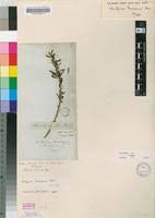 Image result for Antizoma angustifolia