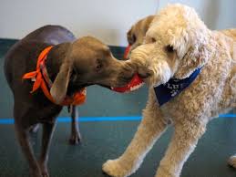 Ask questions and learn about goldendoodles at nextdaypets.com. Game On These Adorable N J Pups Played Their Own Version Of The Super Bowl Nj Com