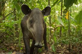 Image result for tapir