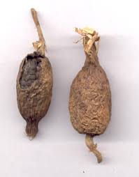 Image result for Aframomum mala