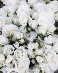 White roses are some of my favourite flowers! Pin By Anna Idycka On áƒ¦ My Flower Shop áƒ¦ White Roses Wallpaper Flowers White Flowers