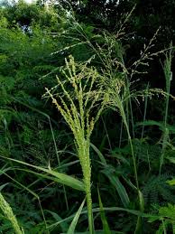 Image result for Panicum eickii
