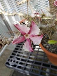Image result for Pachypodium saundersii