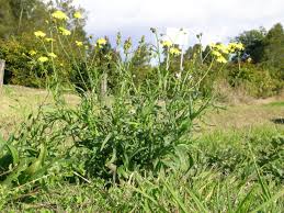 Image result for Senecio madagascariensis