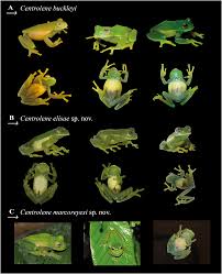 Image result for Centrolene heloderma