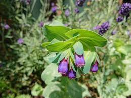 セリンセ マヨールの育て方 種まきの方法や失敗しない冬越しのコツ 花壇 種まき 花