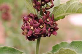 Image result for Vincetoxicum apiculatum