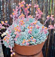 Pin By Juan Esteban Sotomayor Astorga On Earthy Succulents Blue Succulents Plants