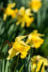 Wild Daffodils Narcissus Pseudonarcissus In Eastern Ky Oc In 2020 Daffodils Narcissus Plant Fungus
