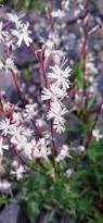 Image result for Silene abyssinica