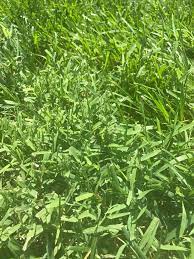 Nimblewill is a wiry, upright growing perennial grass and is considered an invasive weed that invades lawns, flowerbeds, and gardens. Is This Nimblewill Or Bermuda Or Something Else 410467 Ask Extension