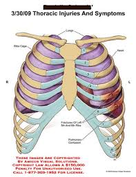 Some of the other components of your respiratory system include Images Lungs Ribs Google Search Lunges Thoracic Rib Cage