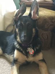 German shepherd dogs are fiercely loyal and protective guardians. German Shepherd Puppies Missouri Free Pets Lovers