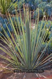 Image result for Dasylirion