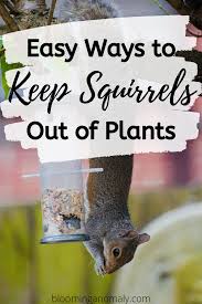 Place bait, such as peanut butter or sunflower seeds, in a live trap. Easy Ways To Keep Squirrels Out Of Plants Flower Pots Plants Squirrel