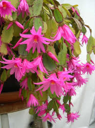 Soil will also stay acidic for a longer period. Hatiora Rosea Rose Easter Cactus World Of Succulents Easter Cactus Holiday Cactus Christmas Cactus