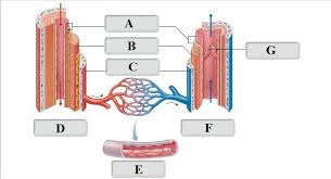 Pulmonary veins carry oxygenated blood towards the heart and the pulmonary arteries carry deoxygenated blood away from the heart. Blood Vessels Labeling Diagram Quizlet