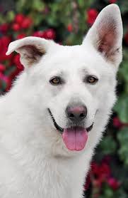 Free wheelchair for German Shepherd in need