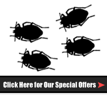 All natural pest control solutions. Pest Control And Bed Bug Removal Services Secaucus Nj