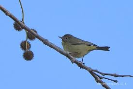 Grey Bird With Orange Wings Orange Crowned Warbler Big Year Birding Orange Bird Years