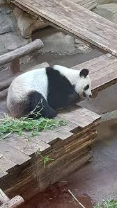 En ce début mars 2020, tout le zooparc de beauval retient son souffle ! Le Bebe Panda Trop Chou Bild Von Eintrittskarte Zum Zooparc De Beauval Saint Aignan Tripadvisor