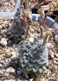 Image result for Anacampseros rhodesica