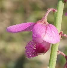 Image result for Polygala virgata